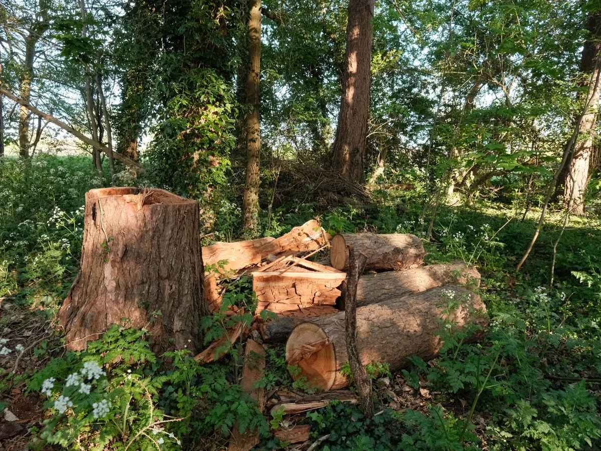 Pile of cut logs and yard waste ready to haul