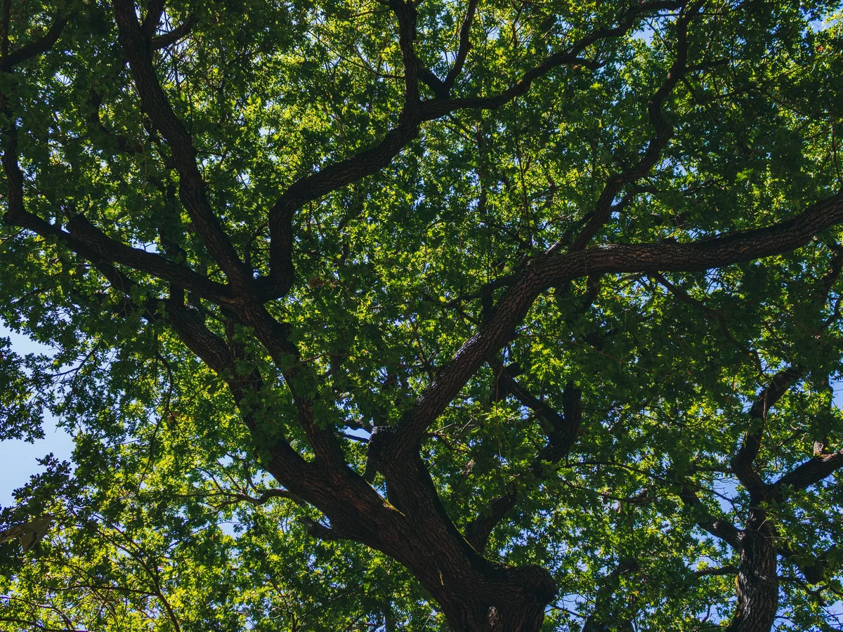 Green oak canopy against the sky