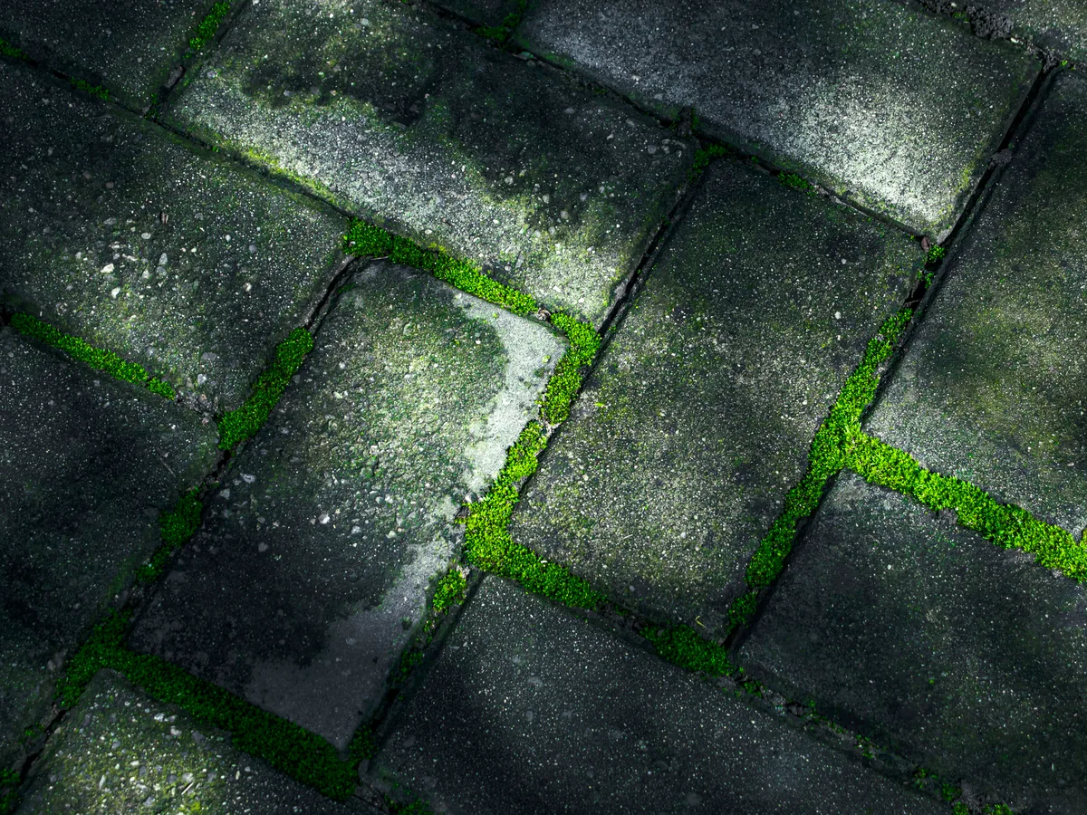 Moss growing between brick pavers before cleaning